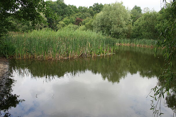 Weiher im Biotop Reutles