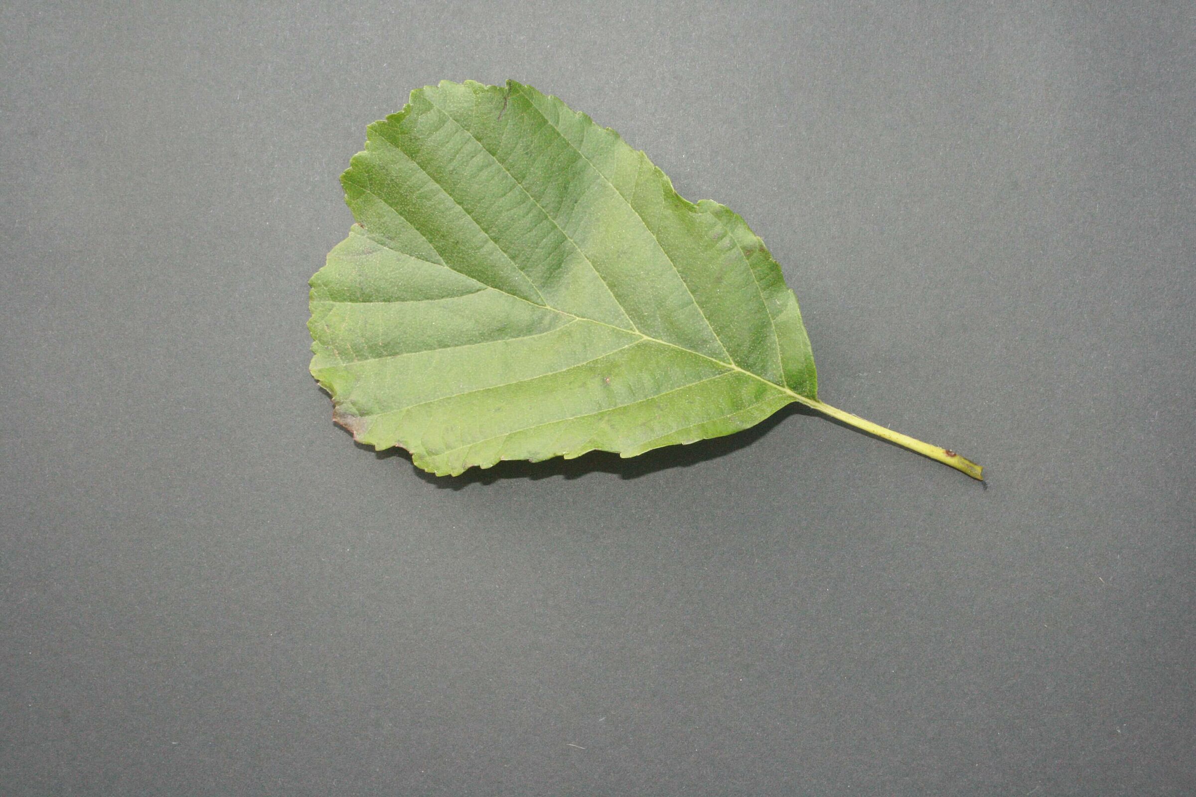 Schwarzerle - Blatt