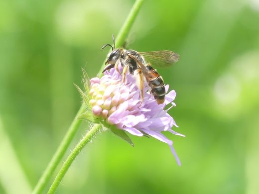 Knautien-Sandbiene an Wiesen-Witwenblume (Foto: Maria Meißner)