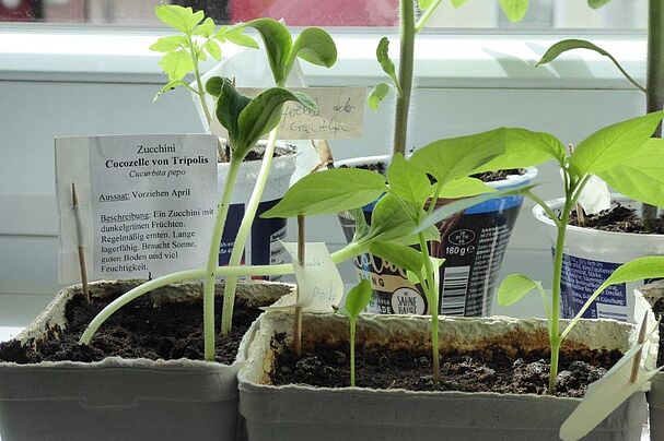 Garten auf der Fensterbank