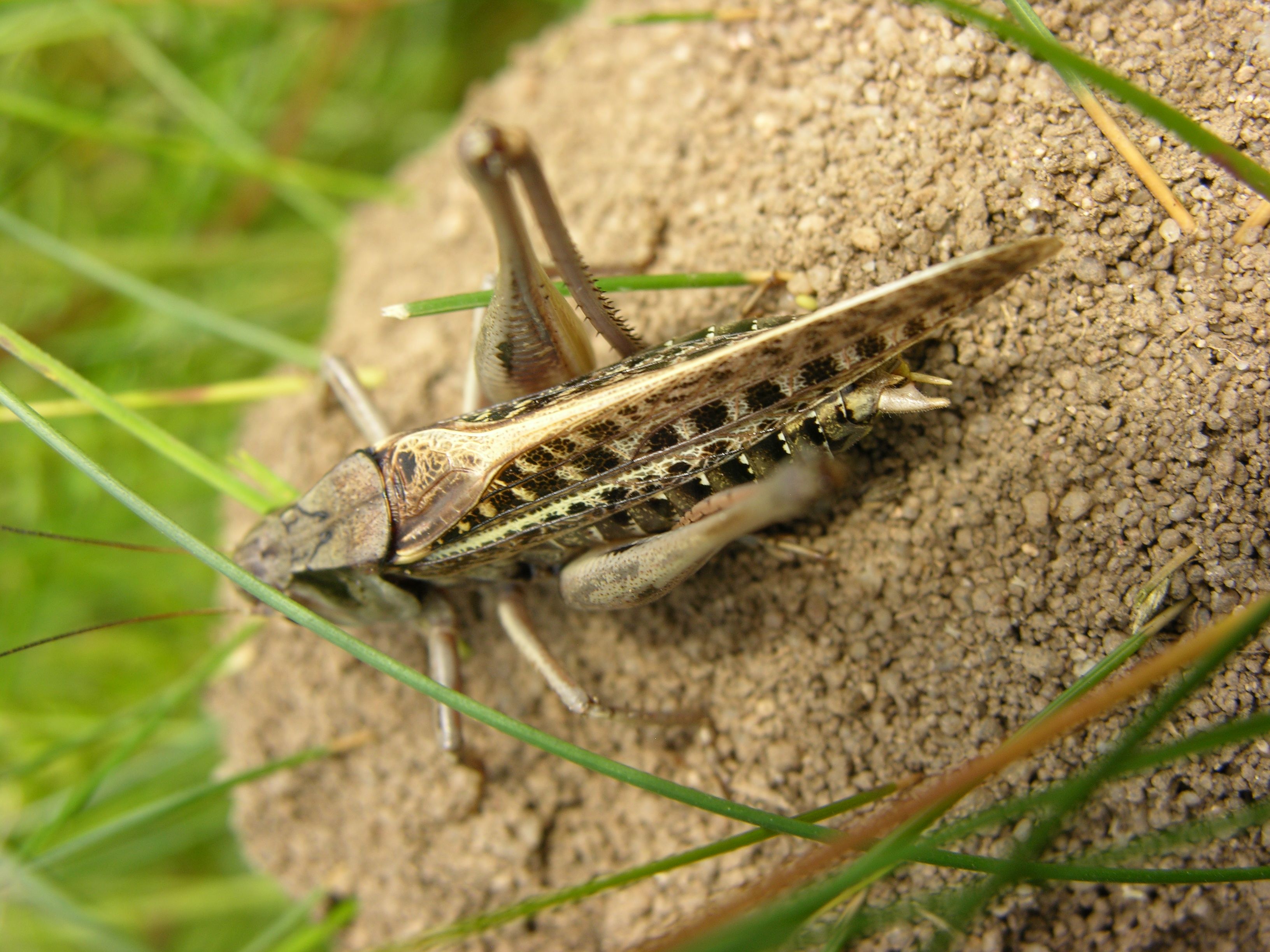 Warzenbeißer (Decticus verrucivorus) Warzenbeißer (Decticus verrucivorus)