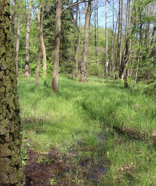 Sumpflandschaft in der Ziegellach