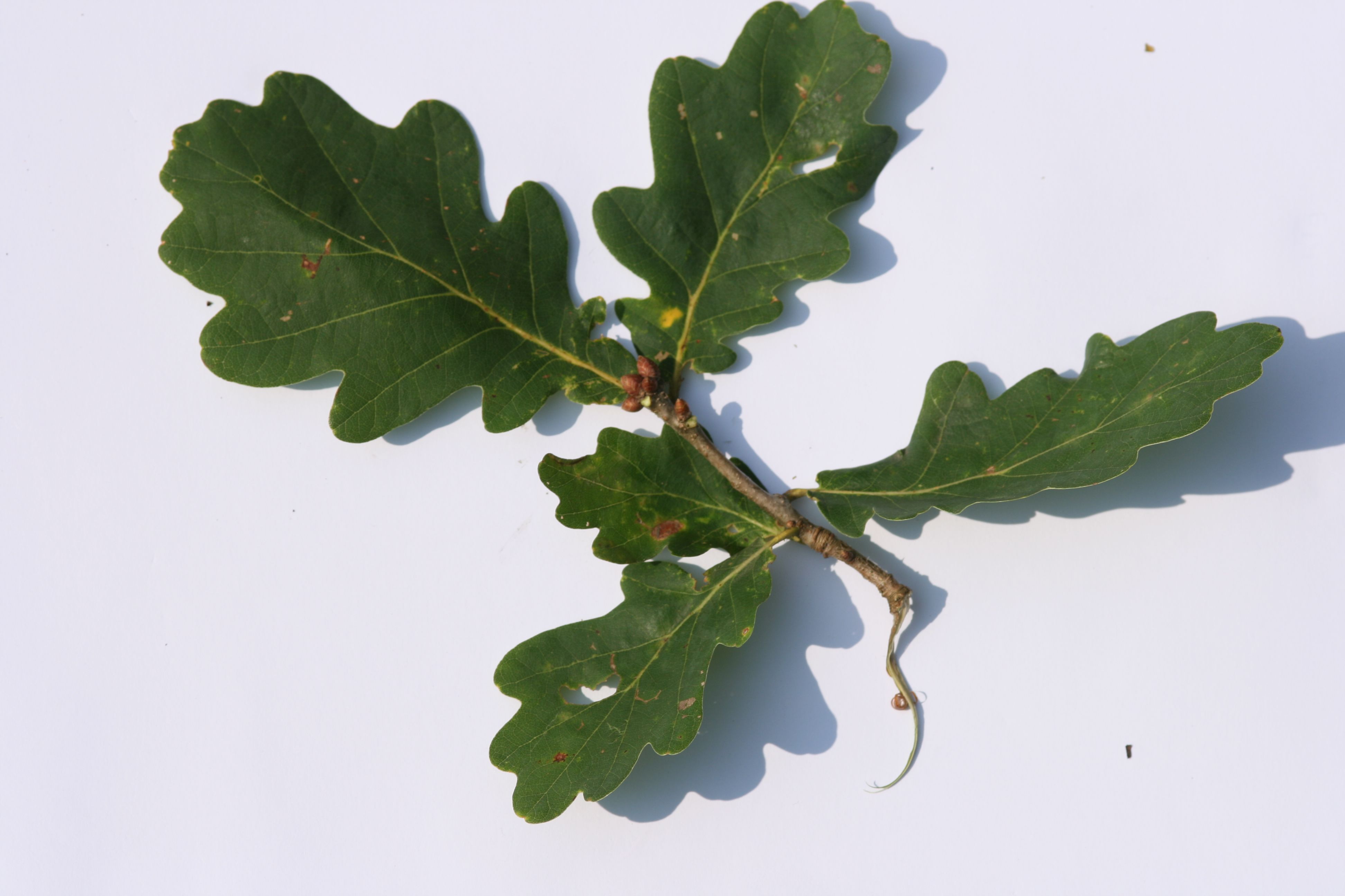 Stieleiche (Quercus robur) – Zweig