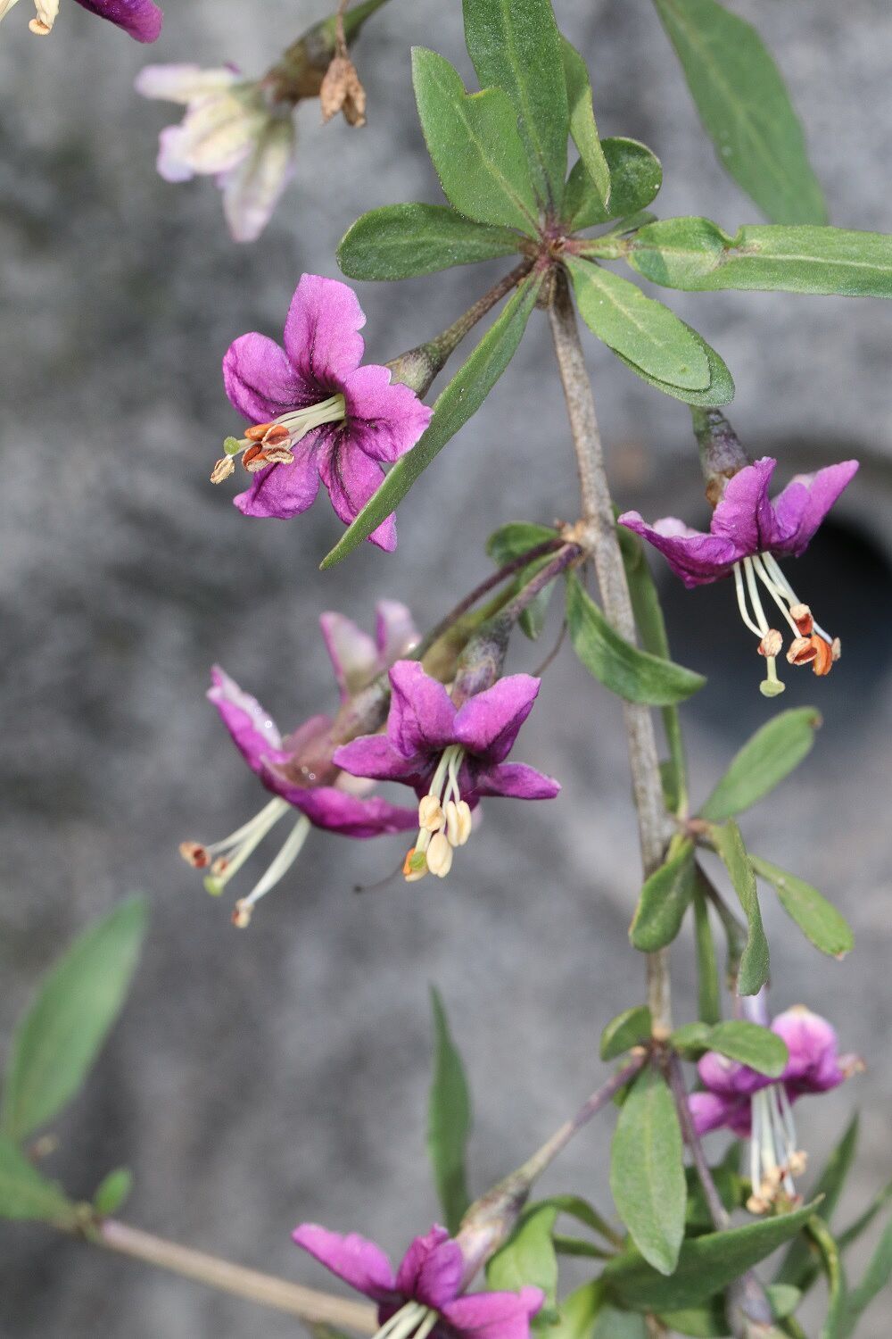 Gewöhnlicher Bocksdorn