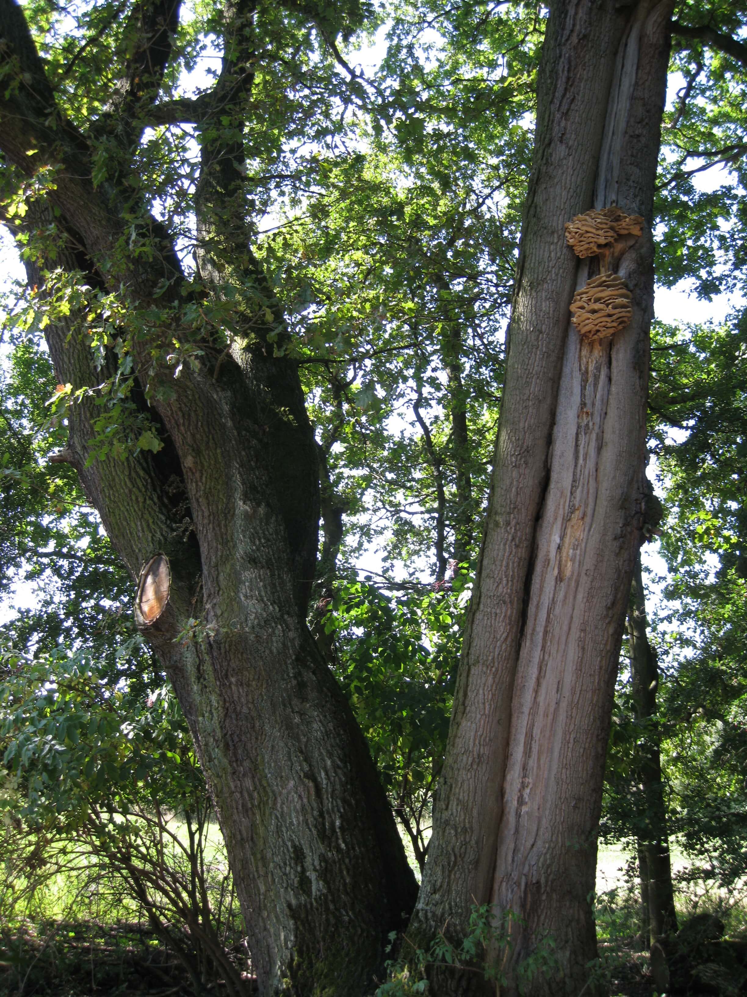 Alte Eiche mit Pilzen