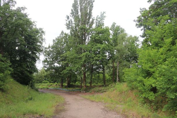 Wald an der Münchner Straße