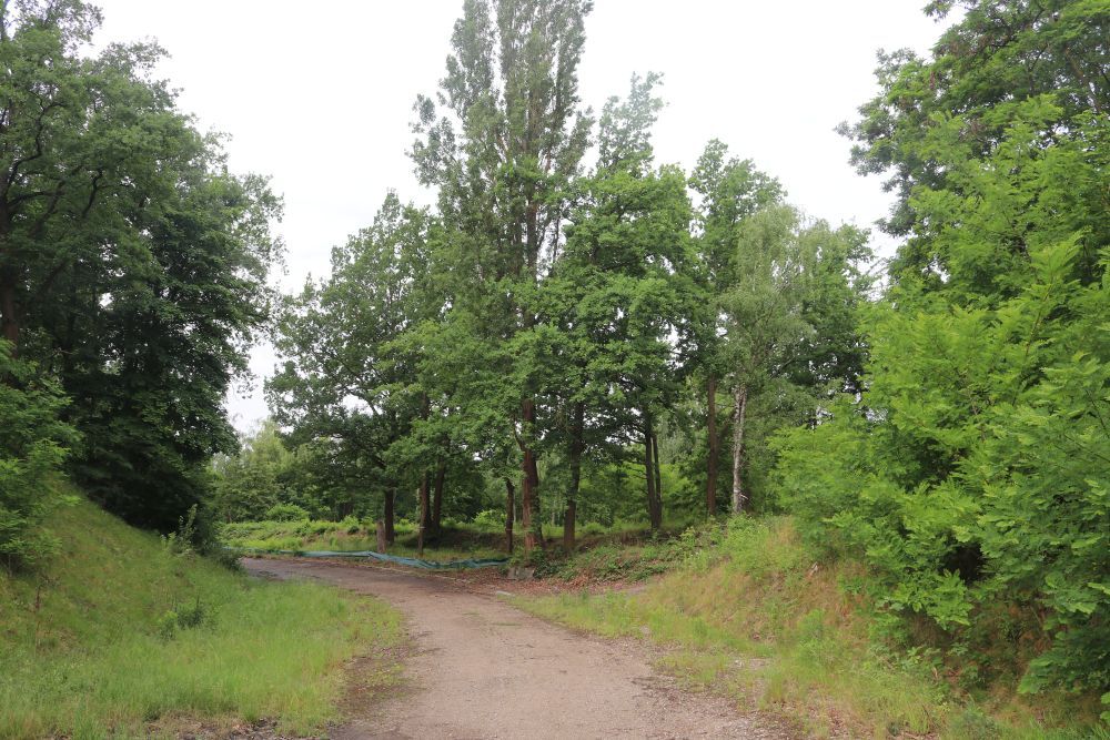 Wald an der Münchner Straße