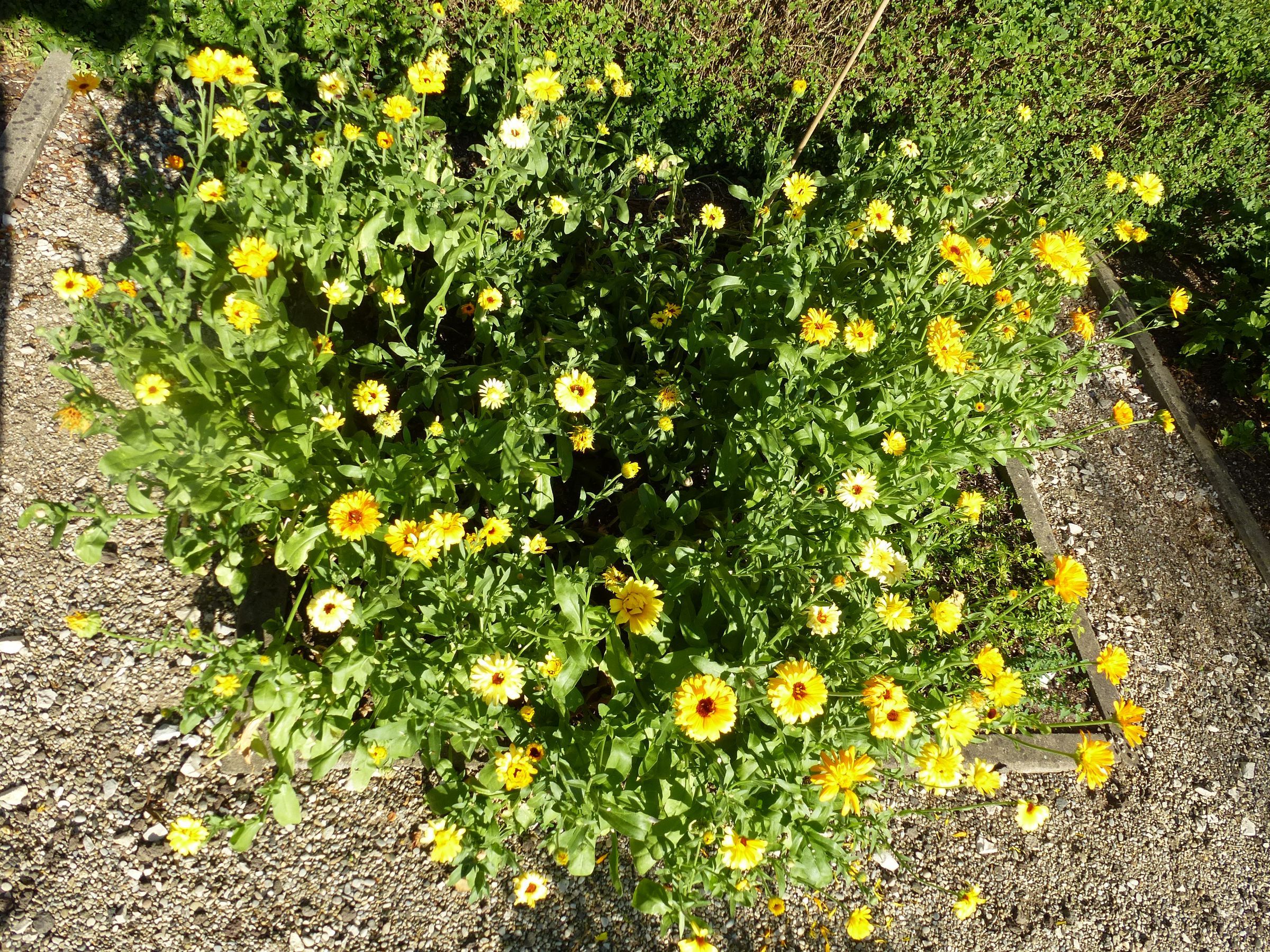 Ringelblume (Calendula officinanlis)