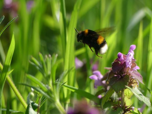 Dunkle Erdhummel (Foto Maria Meißner)