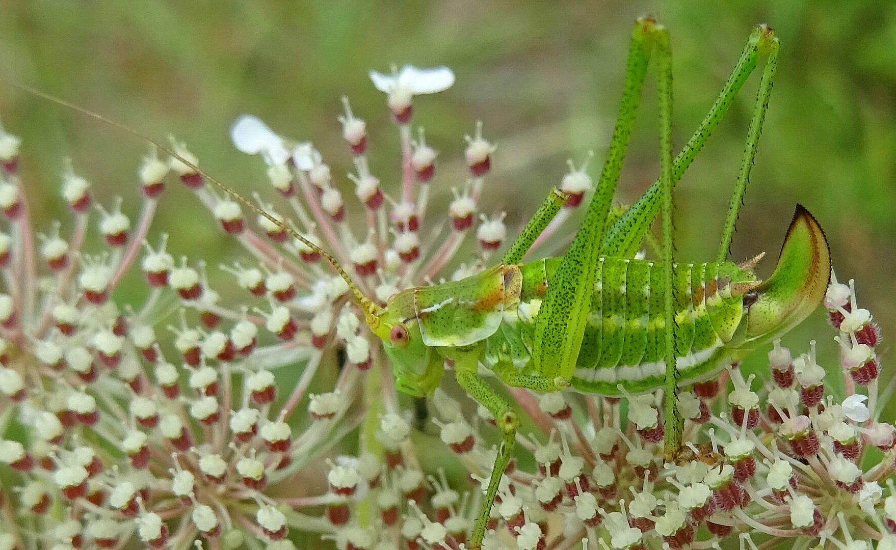 Gestreifte Zartschrecke - Leptophyes albovittata