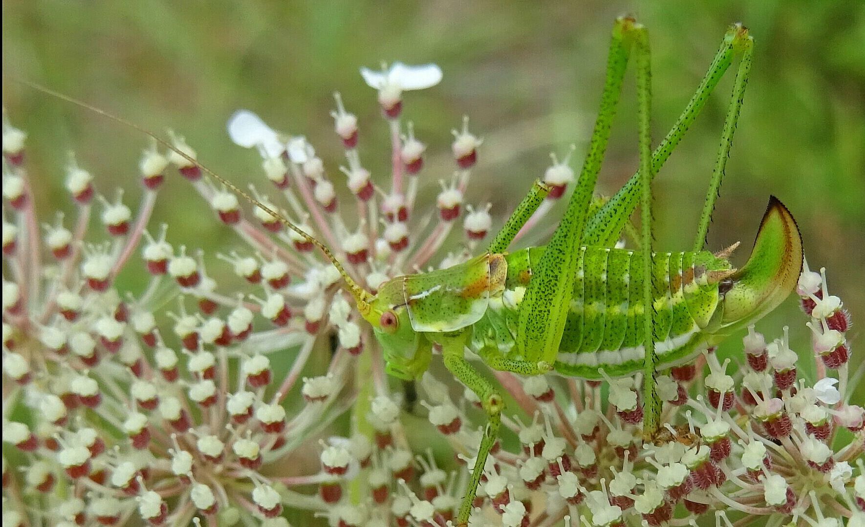 Leptophyes albovittata