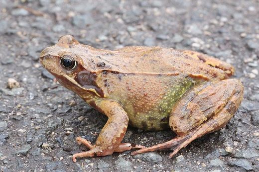 Grasfrosch (Foto: Wolfgang Dötsch)
