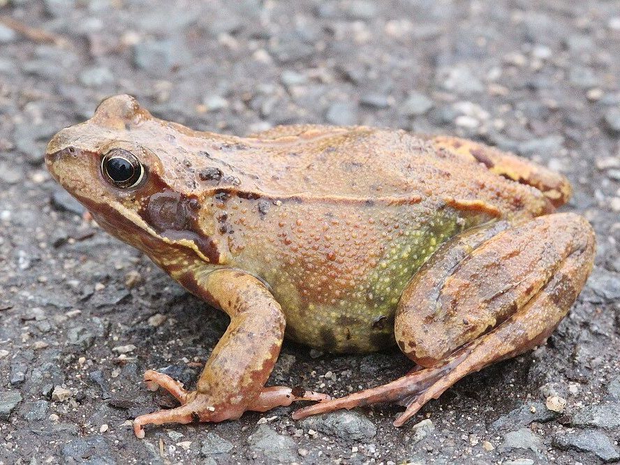 Grasfrosch
