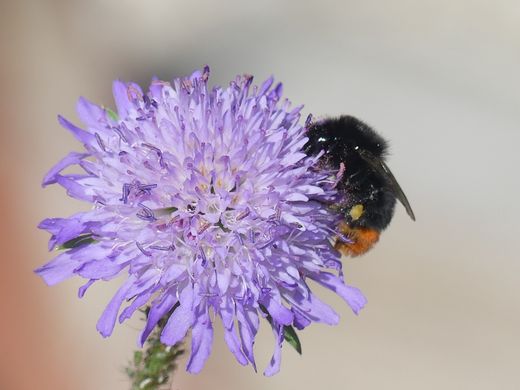Hummel an Wiesen-Witwenblume (Foto: Maria Meißner)