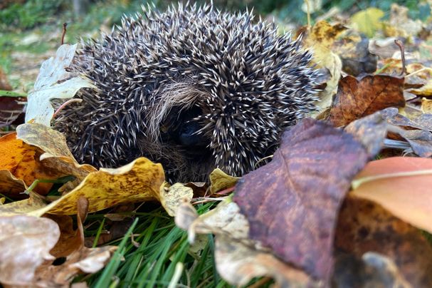 Igel im Laub