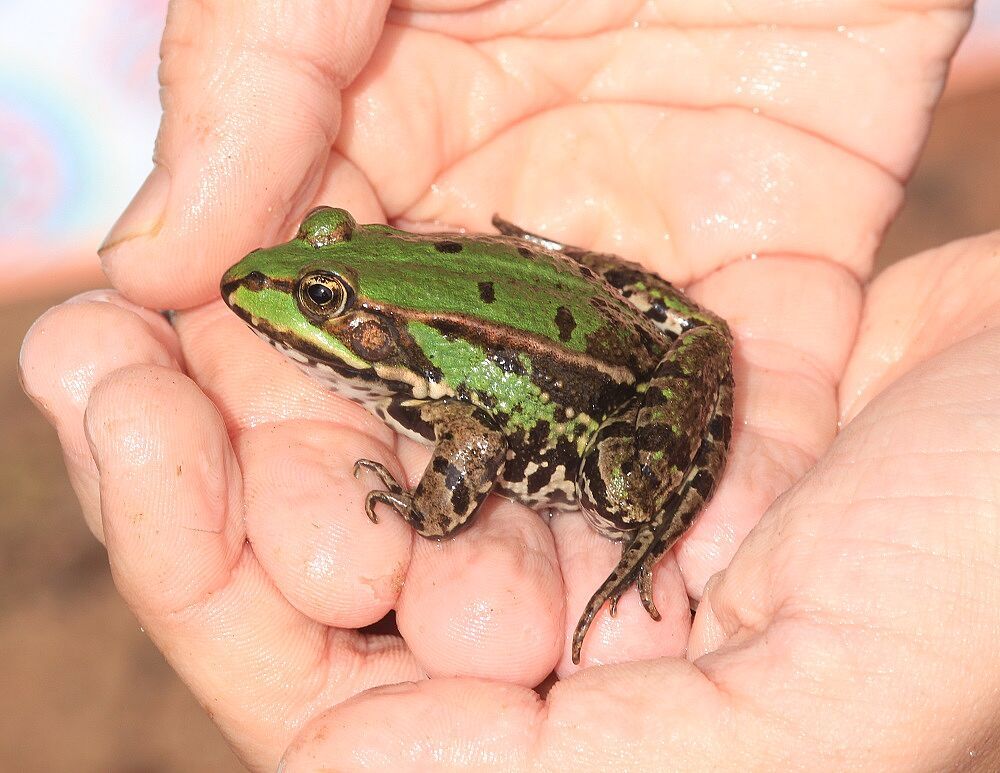 Pelophylax spec. - „Grünfrosch“/Jägersee Grünfrosch