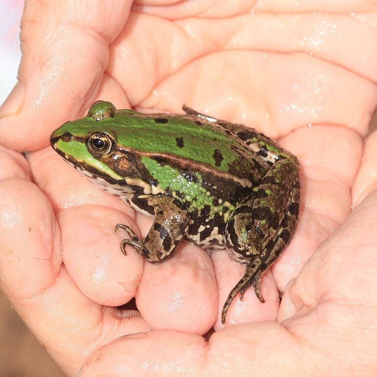 Grünfrosch (Foto: Wolfgang Dötsch) Grünfrosch