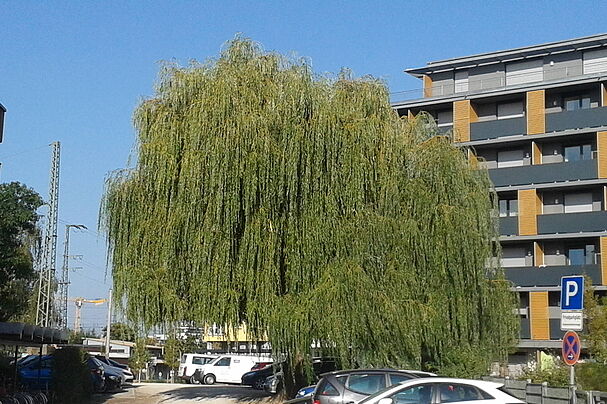 Weide hinter dem Bahnhof