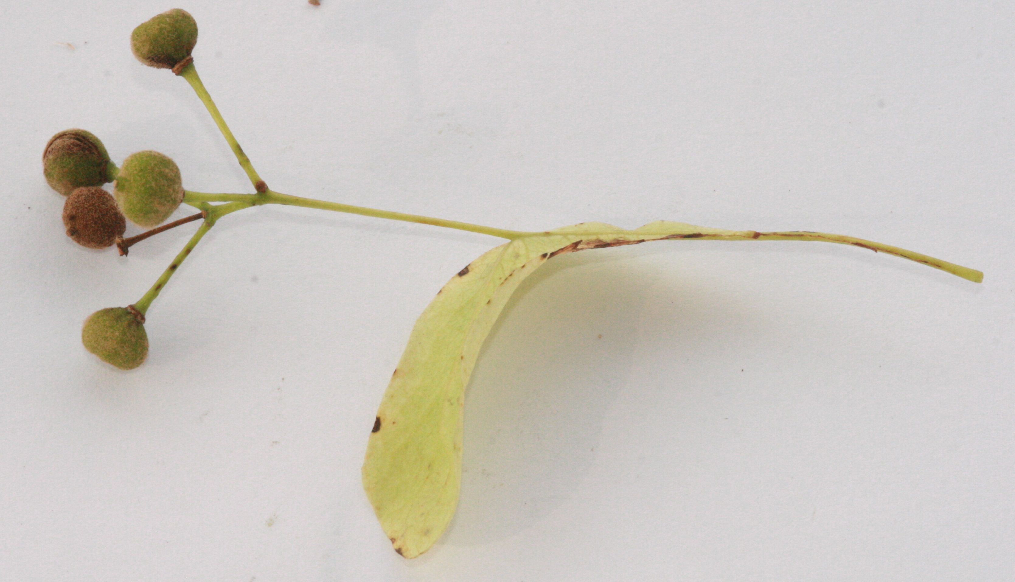 Winterlinde (Tilia cordata) – Frucht