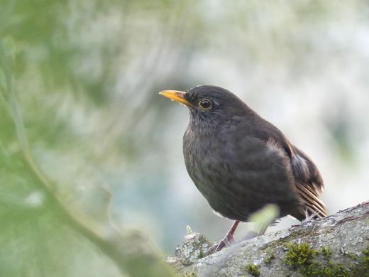 Amsel (Foto: Maria Meißner)