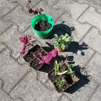 Rote Haselnuss, Rote Gartenmelde, Funkie, Weinraute, Beifuß