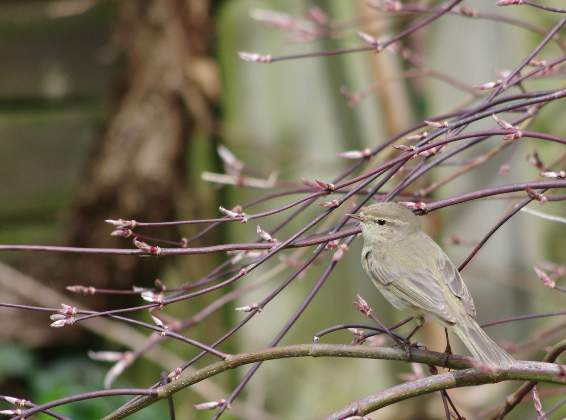 Zilpzalp (Foto: Sebastian Hilge) Zilpzalp