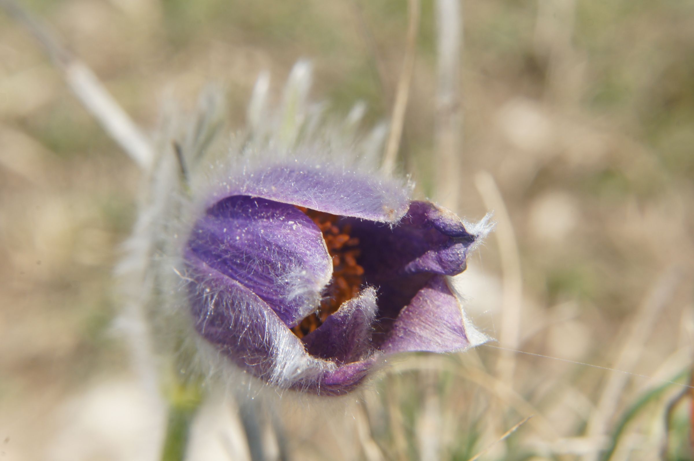 Küchenschelle (Foto: Robert Wunder) Küchenschelle