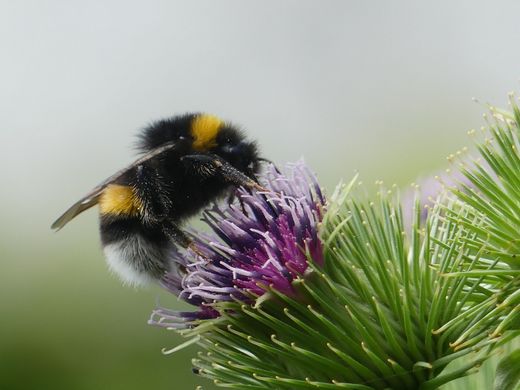 Erdhummel an Großer Klette (Foto: Maria Meißner)