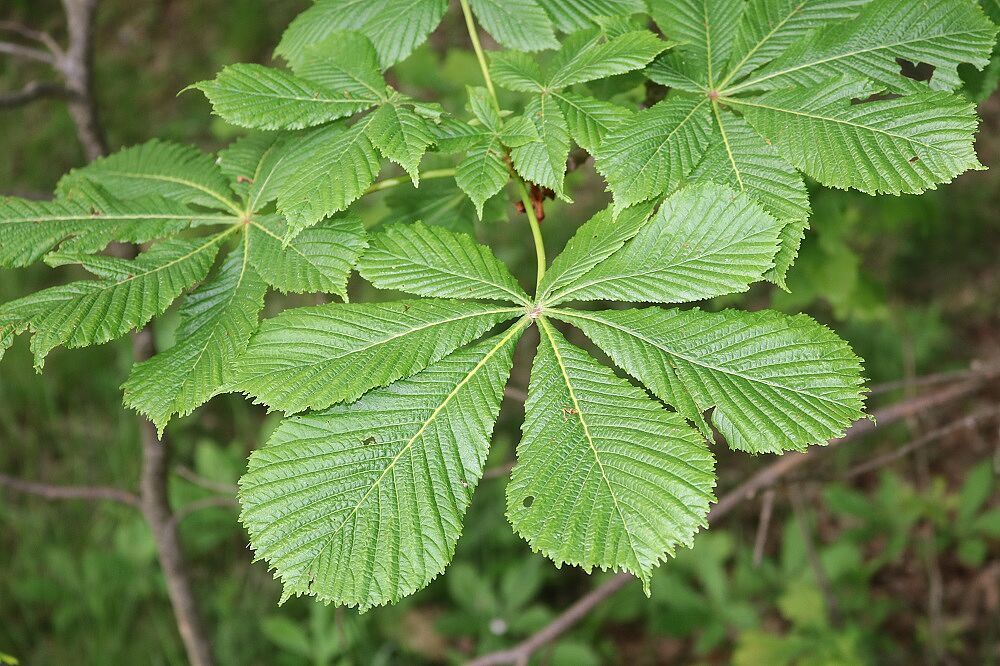 Aesculus hippocastanum - Rosskastanie (Blätter) Rosskastanie