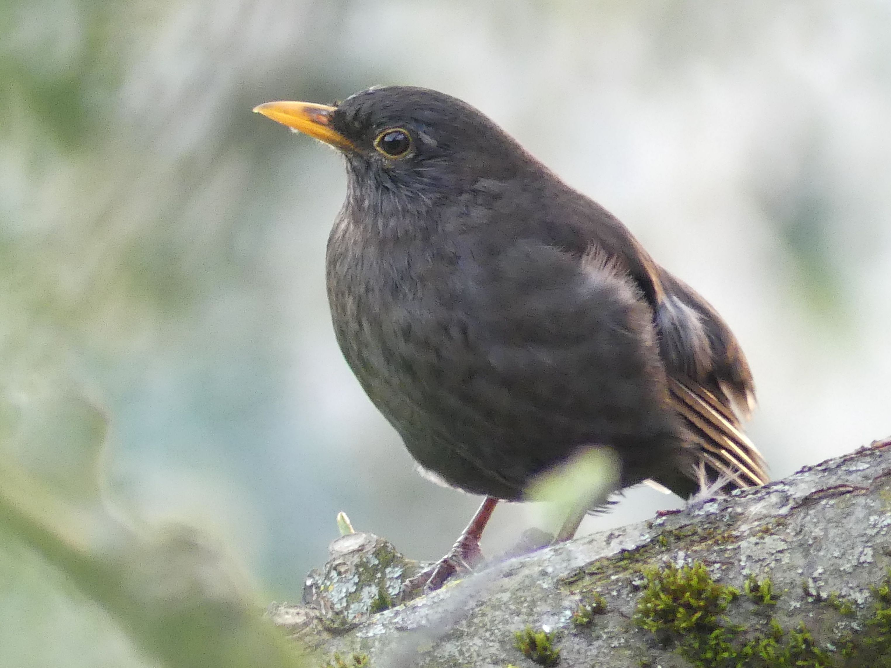 Amsel (Foto: Maria Meißner) Amsel (Männchen)