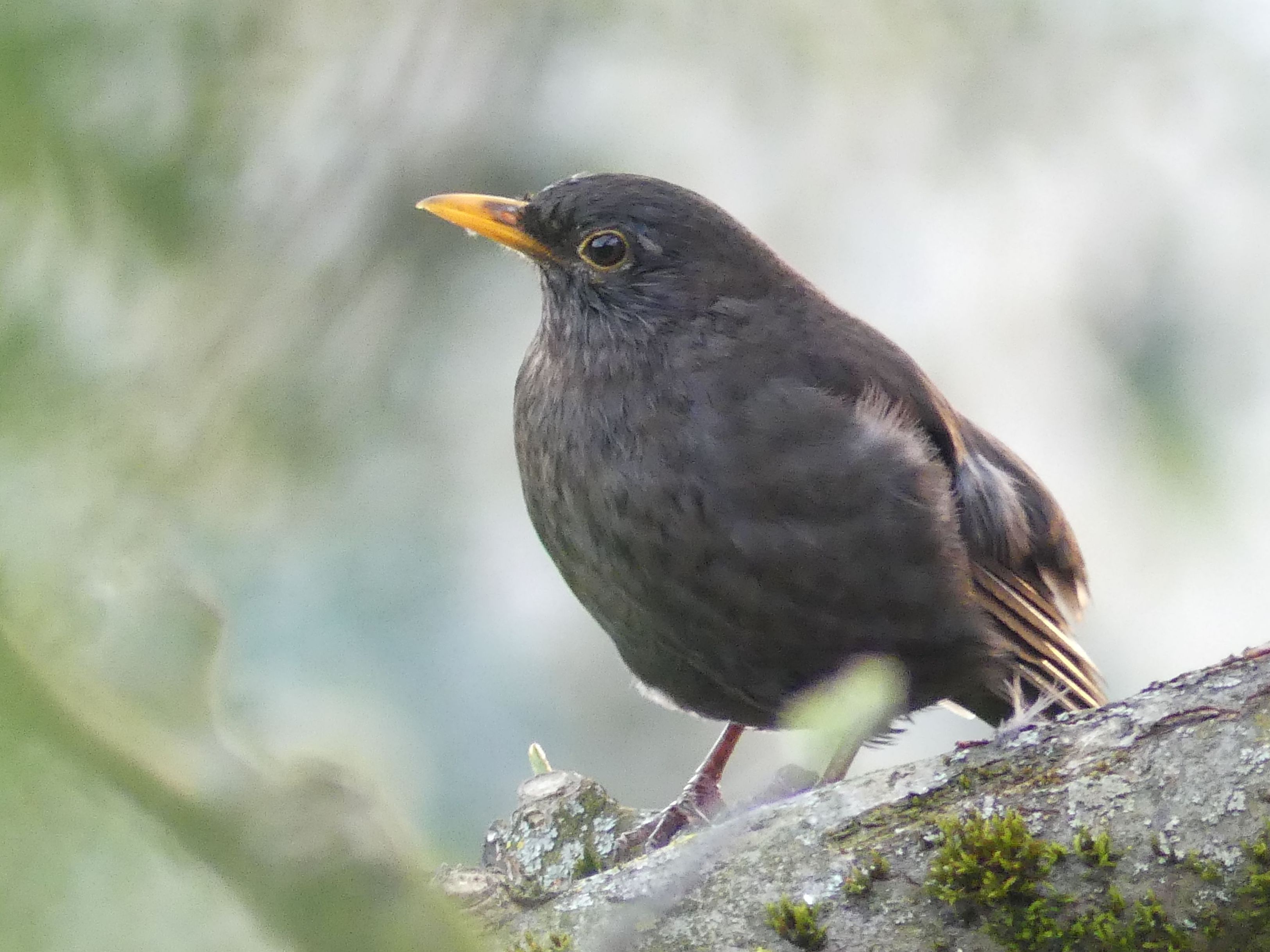 Amsel (Männchen)