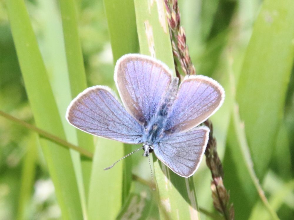 Cyaniris semiargus - Rotkleebläuling Cyaniris semiargus
