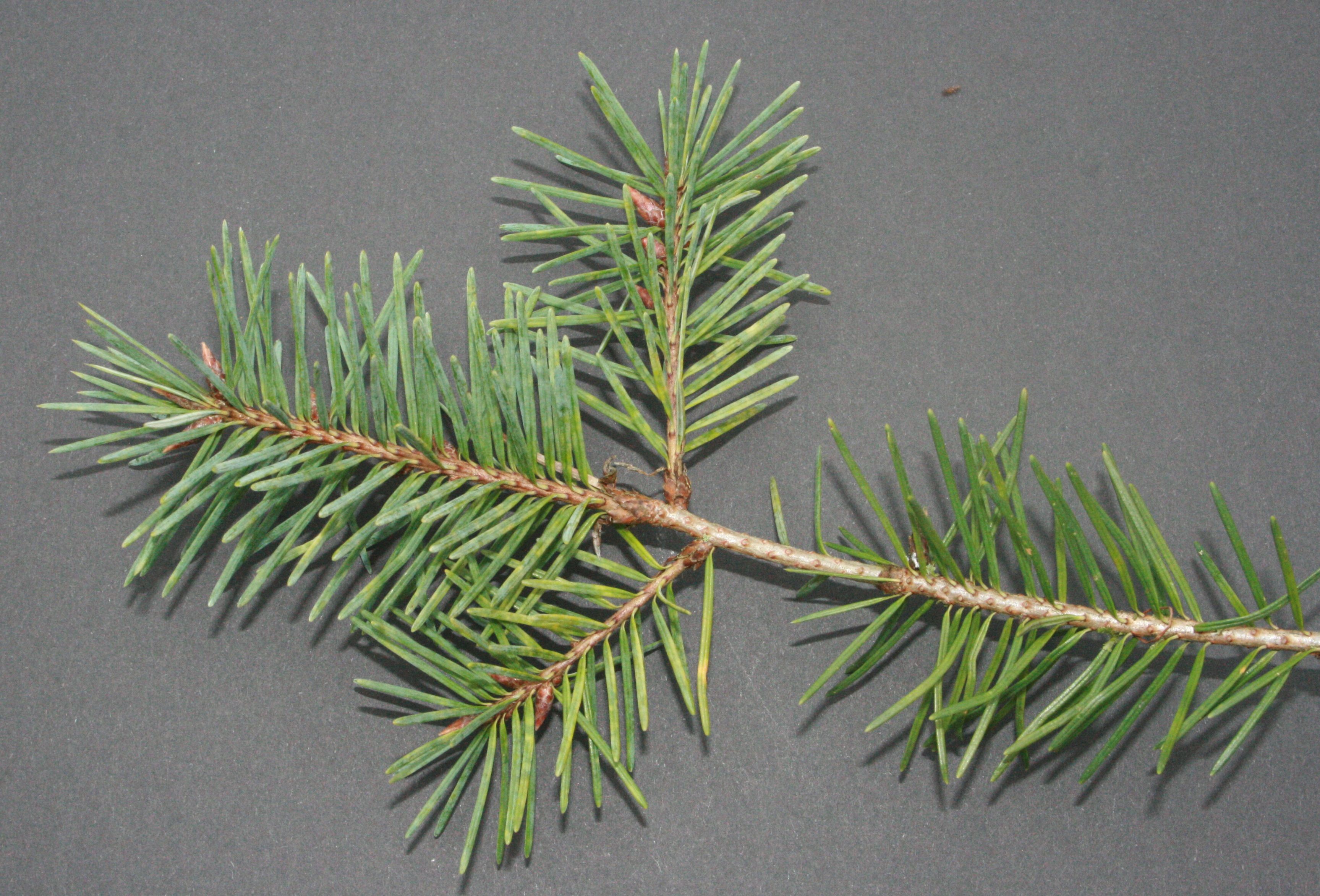 Douglasie – Zweig Douglasie – Zweig