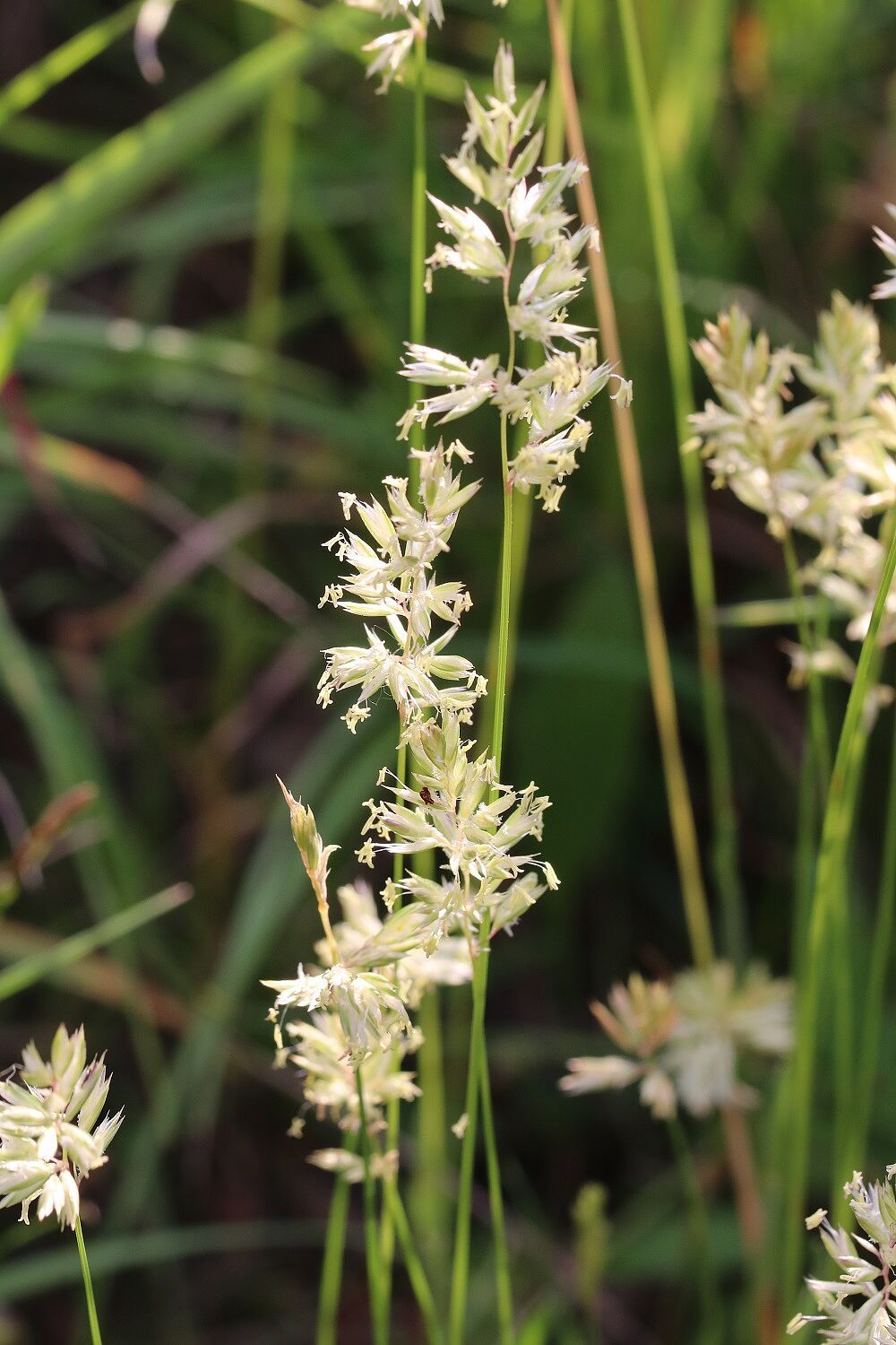 Zierliches Schillergras 
