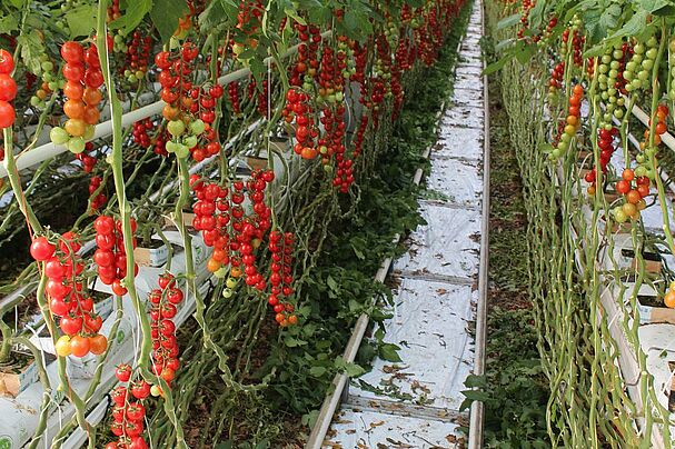 Tomaten im Gewächshaus