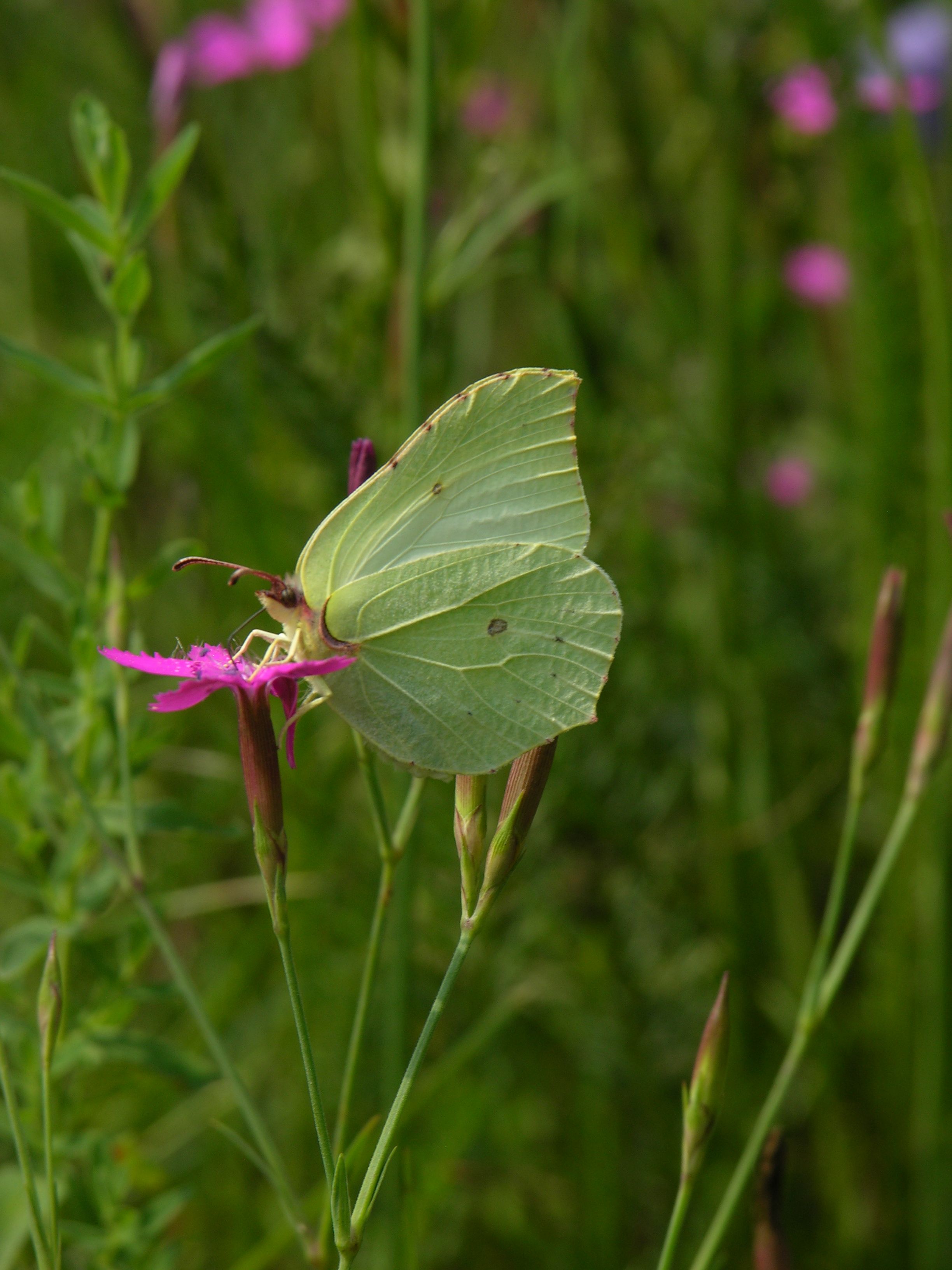 Zitronenfalter (Gonepteryx rhamni) Zitronenfalter (Gonepteryx rhamni)