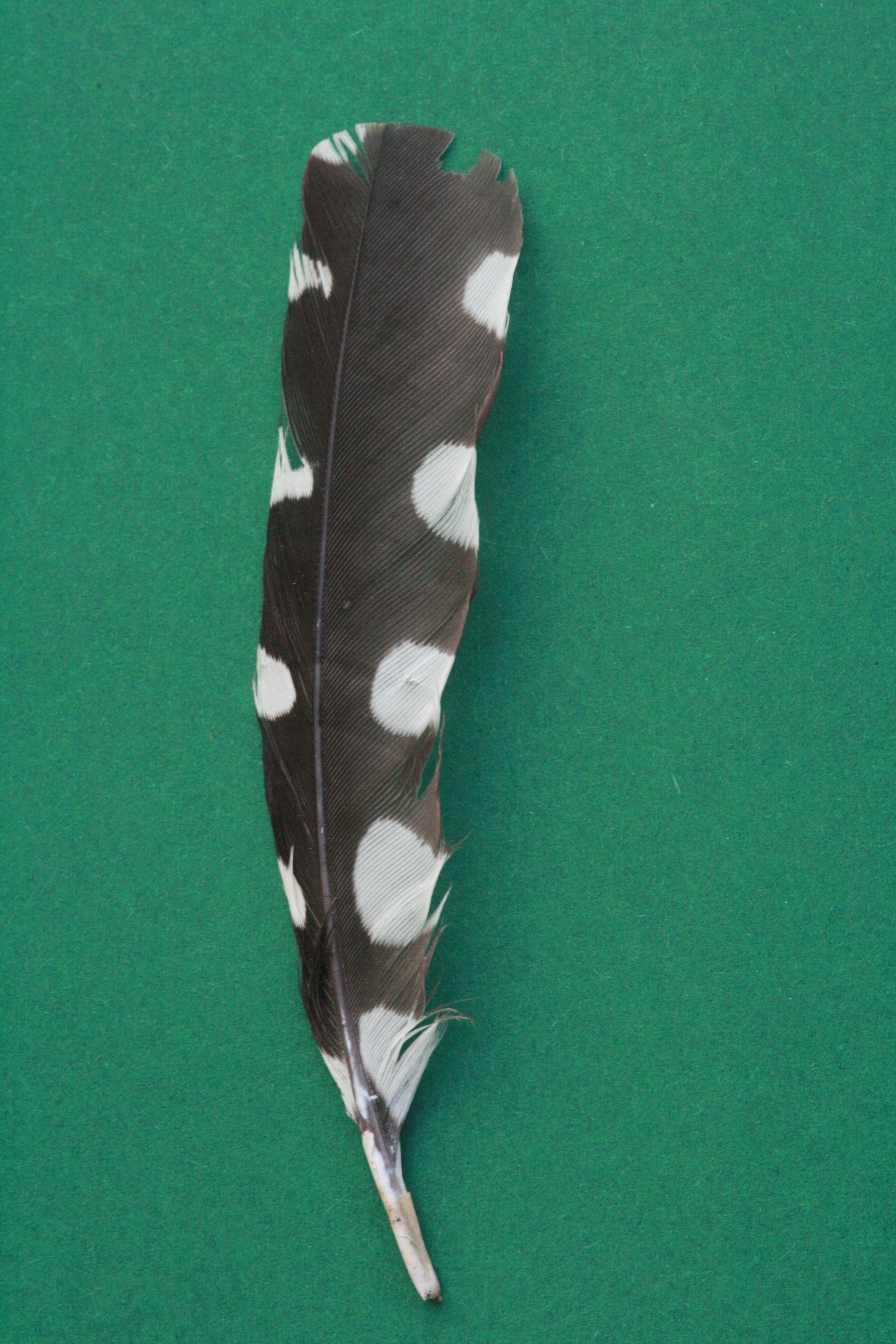 Buntspecht – Armschwinge Buntspecht – Armschwinge