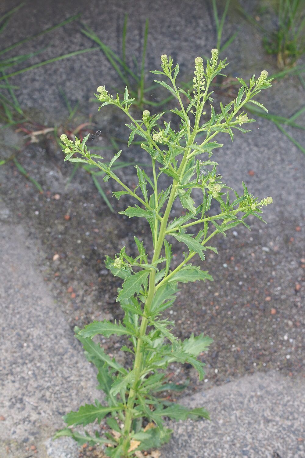 Dichtblütige Kresse