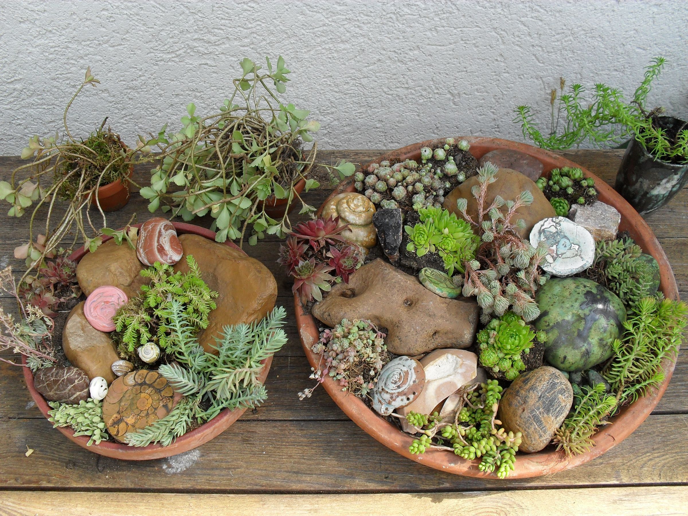 Faulenzerbeet mit Hauswurz und Mauerpfeffer