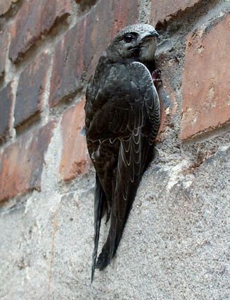 Junger Mauersegler an Hauswand Junger Mauersegler an Hauswand