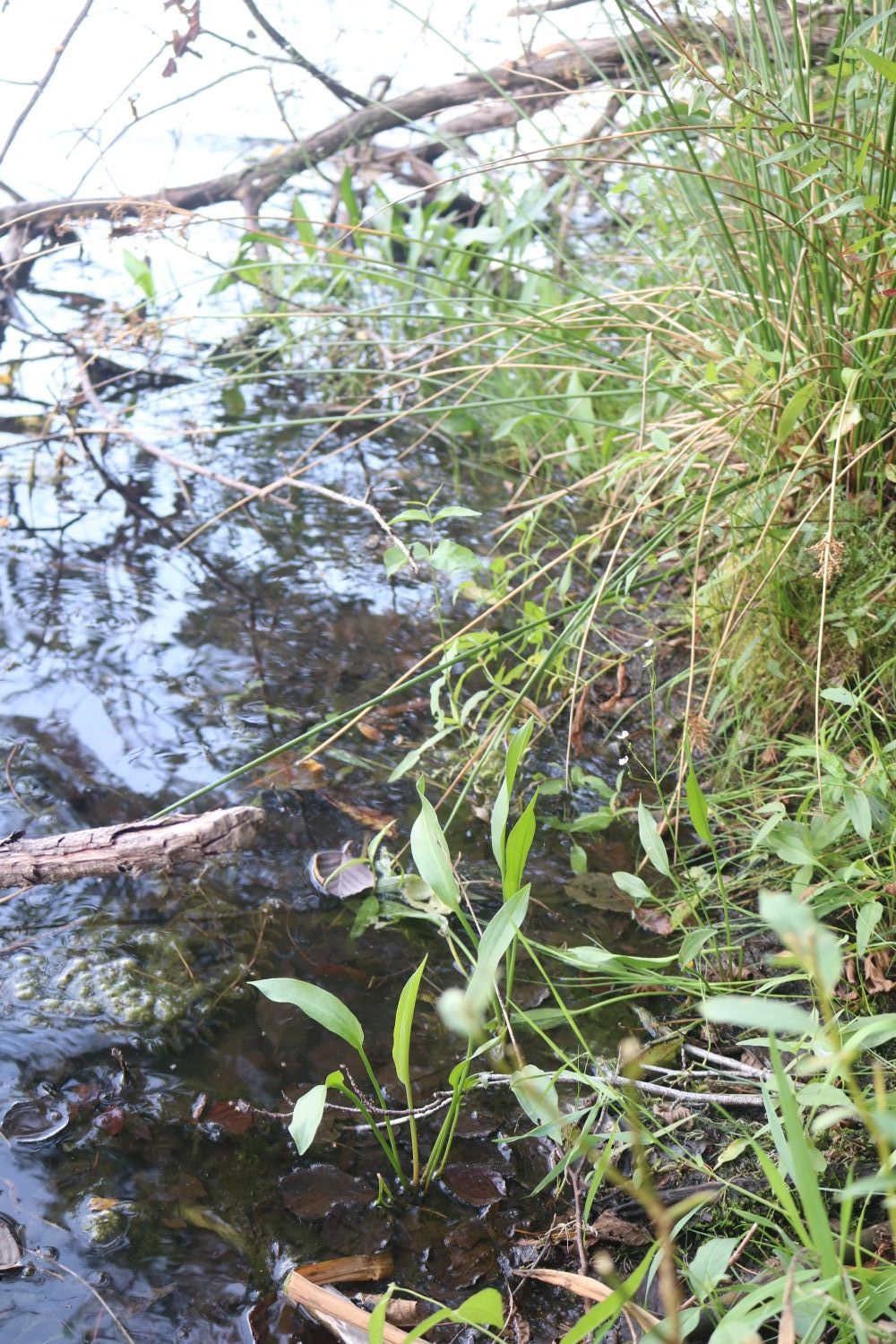 Alisma lanceolatum - Lanzettblättriger Froschlöffel Lanzettblättriger Froschlöffel