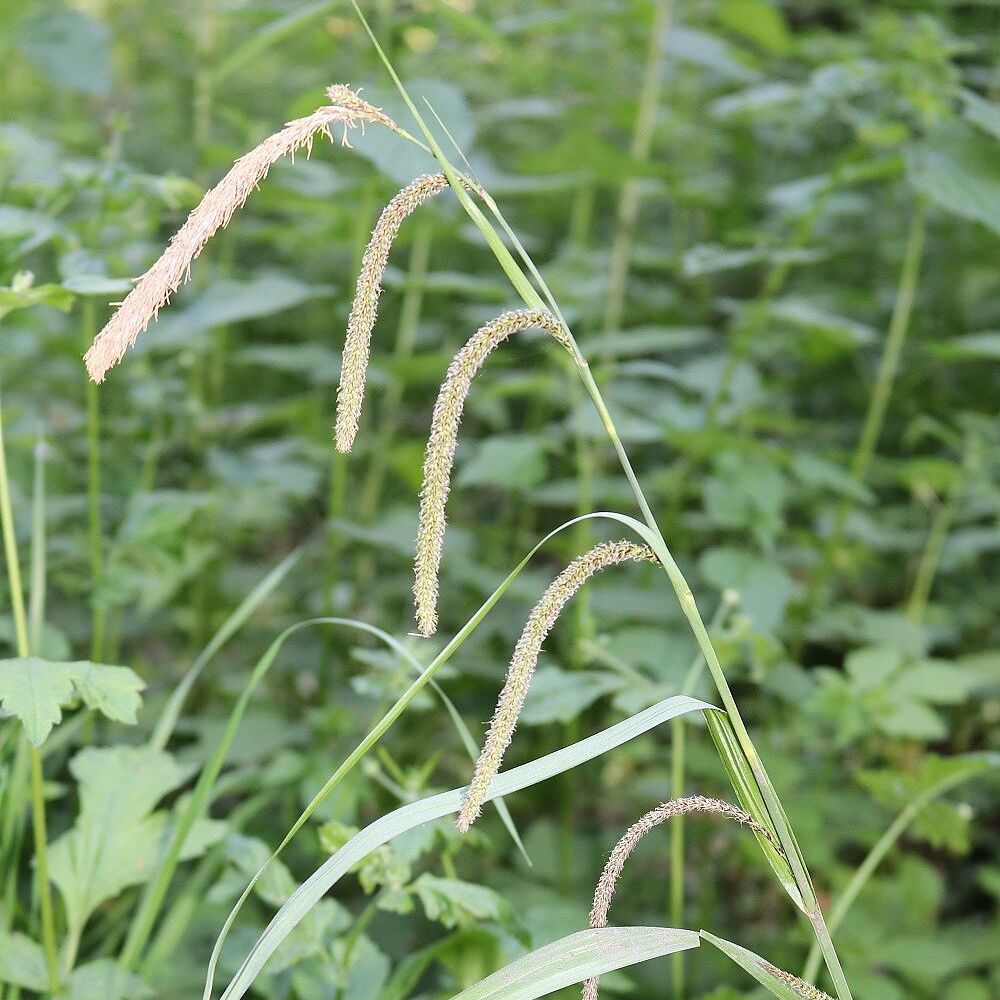 Hänge-Segge (Foto: Wolfgang Dötsch) Hänge-Segge