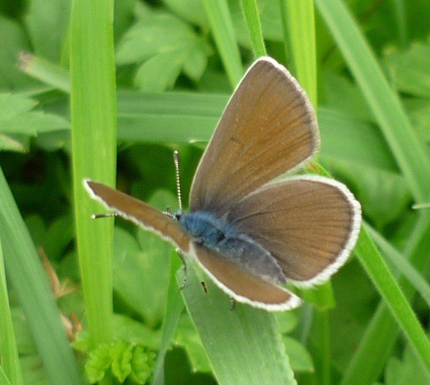 Rotklee-Bläuling (Polyommatus semiargus) Rotklee-Bläuling (Polyommatus semiargus)