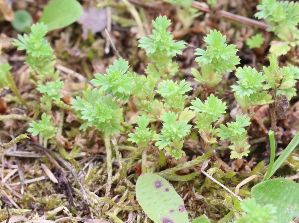 Aphanes australis - Kleinfrüchtiger Ackerfrauenmantel Kleinfrüchtiger Ackerfrauenmantel