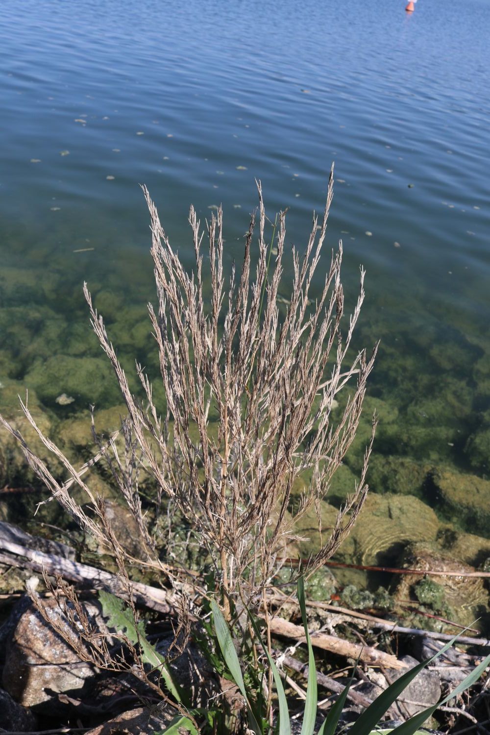 Steifes Barbarakraut