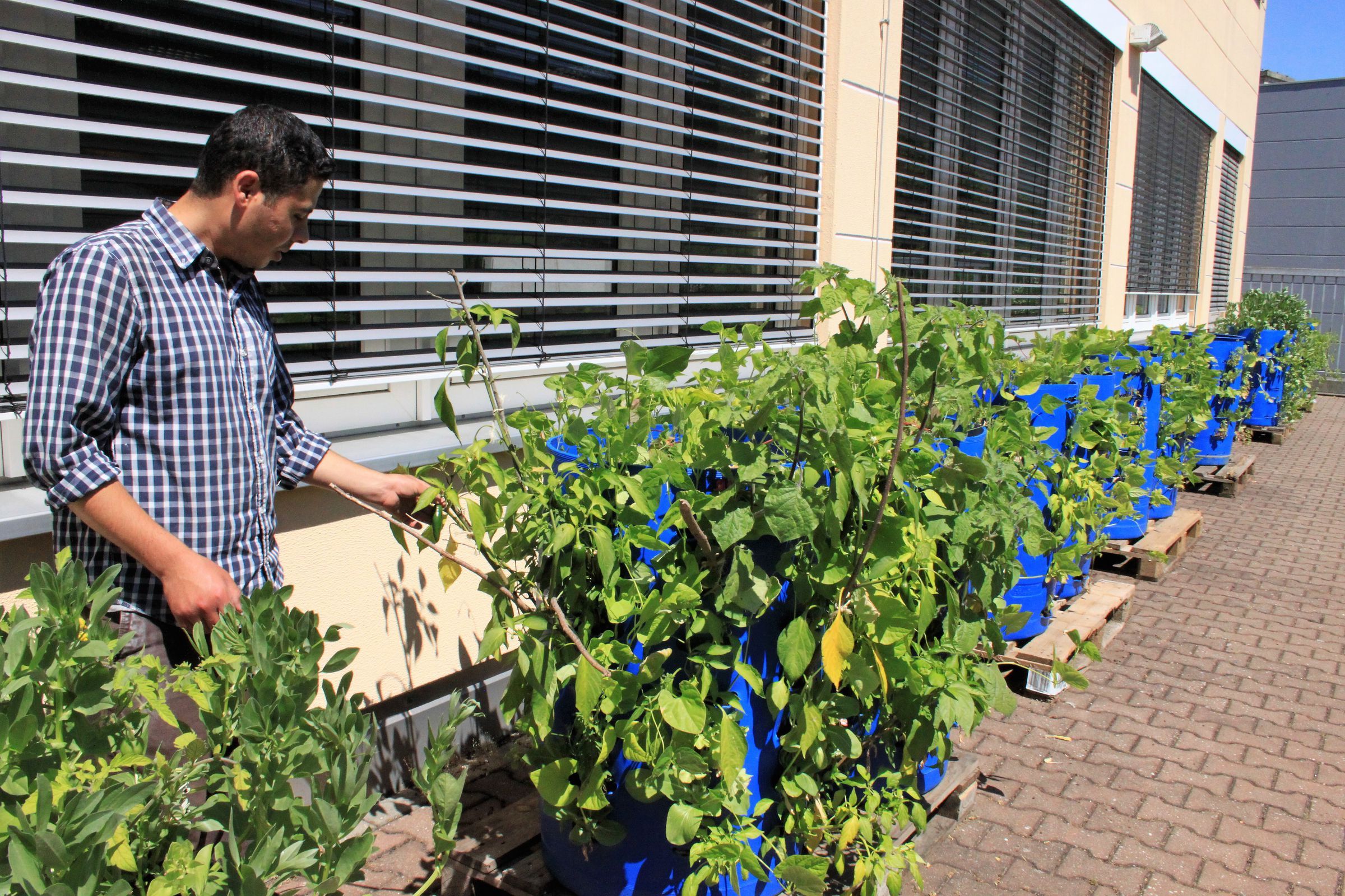 Hochbeete aus Plastkfässern Hochbeete aus Plastkfässern