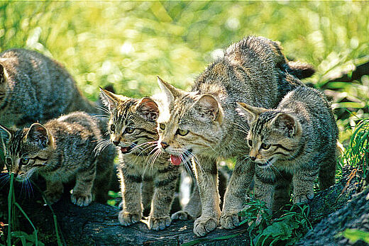 Wildkatzen (Foto: Thomas Stephan)