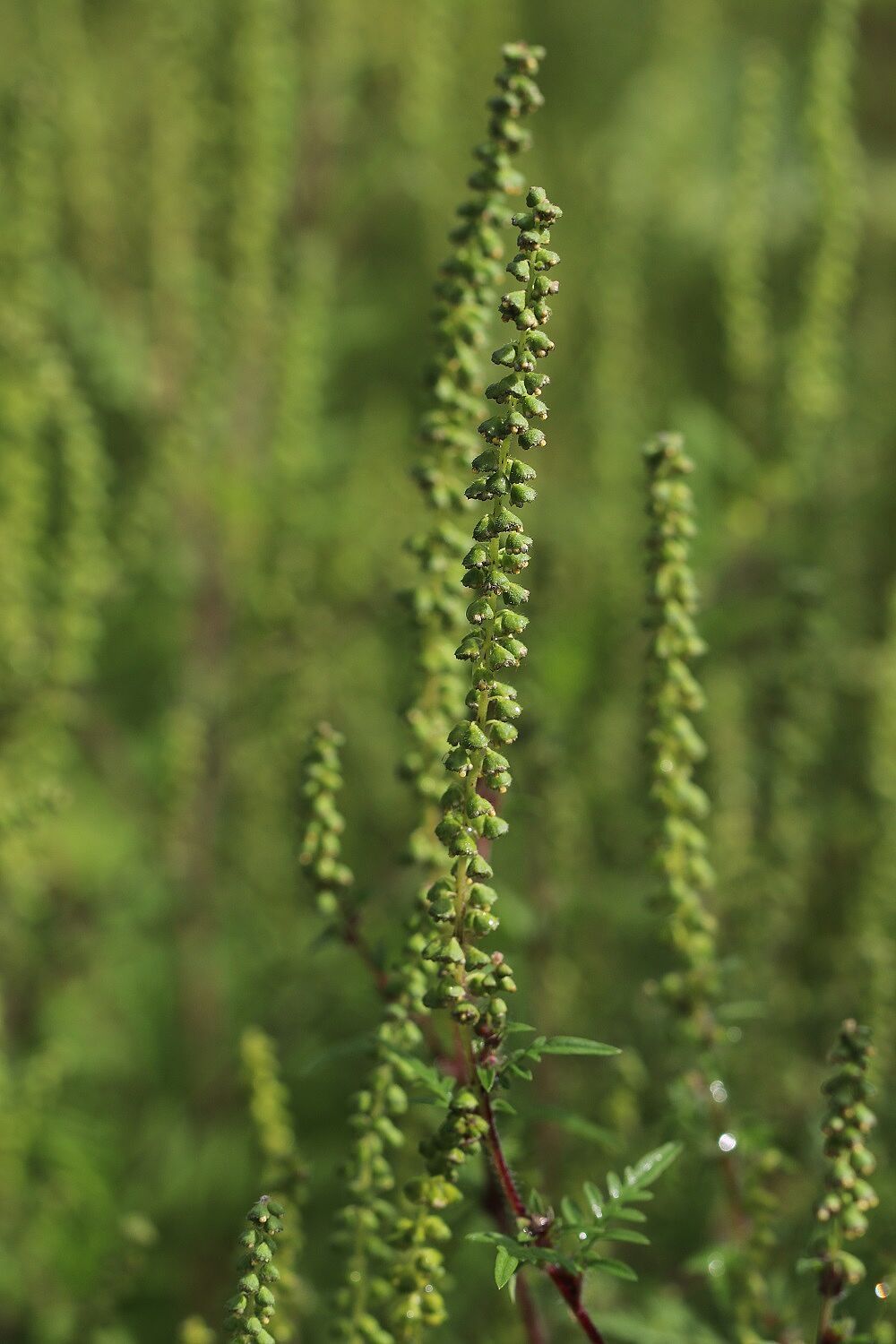 Ambrosia artemisifolia - Beifußblättriges Traubenkraut Beifußblättriges Traubenkraut