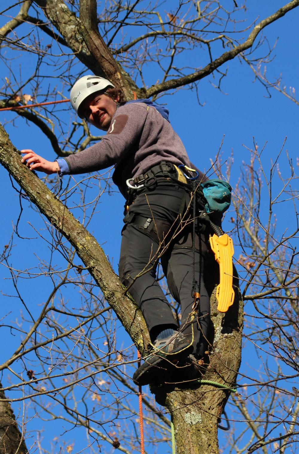 Baumkletterer bei der Arbeit