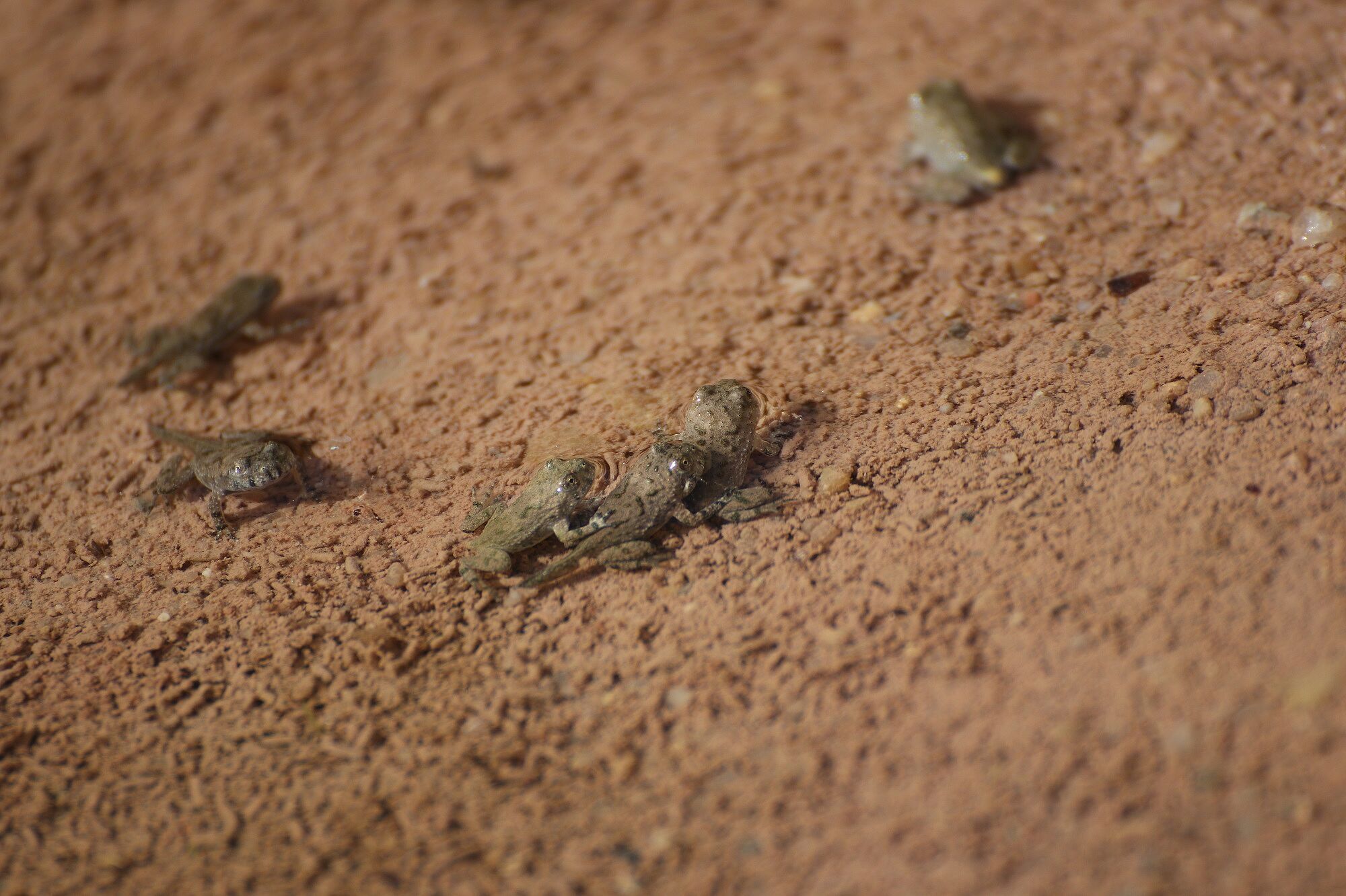Bombina variegata - Gelbbauchunke (Jungtiere) (Foto: Heike Wirth) Gelbbauchunke